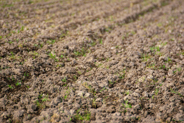 detail of brown soil ready for crops, close view of fertile ground ready for planting. Agriculture concept background