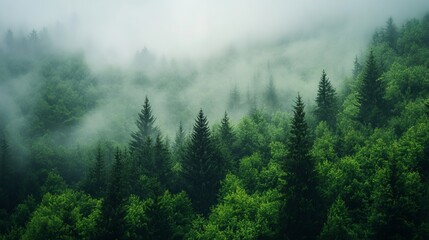 Misty green forest landscape with tall evergreen trees fog sky eco view calm lush dark woods cloud