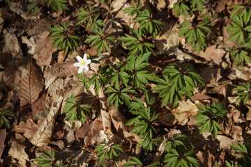 Early spring white anemone flowers emerge from dry leaves in forest, symbolizing nature's awakening and seasonal rebirth.