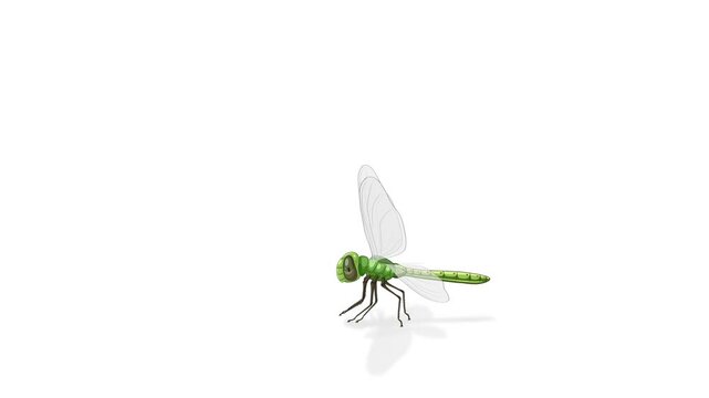 Dragonfly Anatomy Animation with Detailed Labels