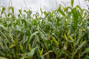A farm field sown with corn. The culture grew well over the summer, bloomed and formed cobs. The end of summer and the beginning of autumn in the west of Ukraine in the Lviv region.