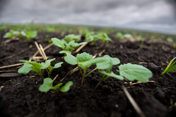 A farm field sown with winter oilseed rape. The culture has grown well, has taken root and is ready to overwinter. The autumn in the west of Ukraine in the Lviv region.