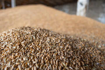 Piles of wheat grains at mill storage or grain elevator. The main commodity group in the food markets © Sodel Vladyslav