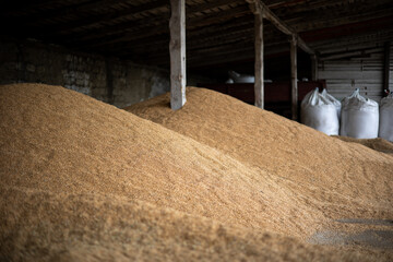 Piles and sacks of wheat grains drying at mill storage or grain elevator. The main commodity group in the food markets © Sodel Vladyslav