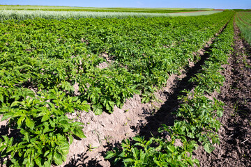 Farm fields on the slopes of the hills are planted with potatoes. The crop grows well after sowing,...