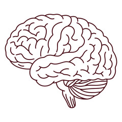 Black and white anatomical drawing of human brain with cerebellum outlined, ideal for scientific or educational use in medicine or biology