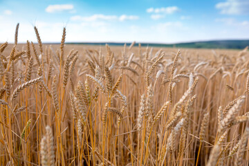 A fields of ripe wheat, ready for harvest. Typical summertime landscape in Ukraine. Concept theme: Food security. Agricultural. Farming. Food production. Central Ukraine near Znamiyanka.