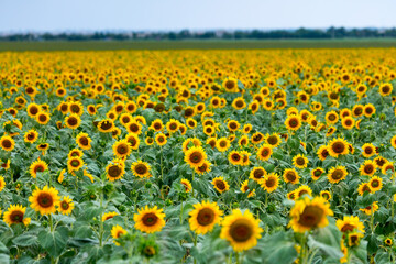 Large farm fields are sown with sunflowers. Expressive rural landscape. It is the middle of summer in the southern region of Ukraine, somewhere in the Mykolaiv region.