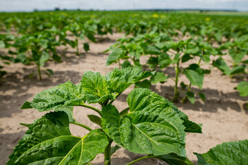 Large farm fields are sown with sunflowers. The crop germinated well after sowing, with nice healthy leaves and strong stems. The beginning of summer in region of Ukraine, somewhere in the Lviv region