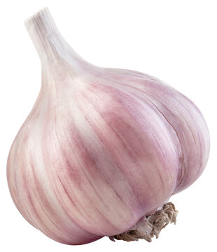 Garlic png. Garlic bulb on white or transparent background. Perfect retouched unpeeled garlic no background. Transparent png. Full depth of field.