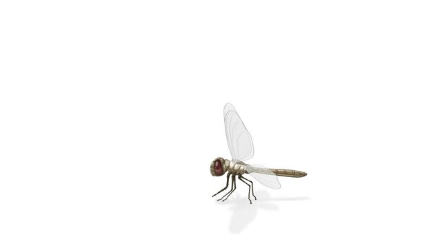 Detailed Dragonfly Anatomy Animation with Labels