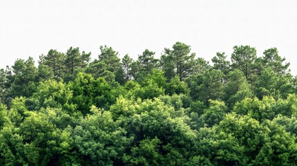 Lush green forest canopy summer trees nature background image park view calm woods plant fresh leaves