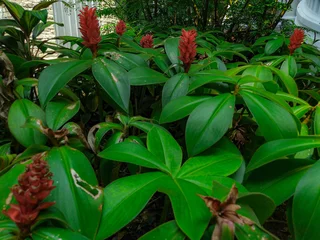 Keuken spatwand met foto Groen Vibrant Red Ginger Blooms Amid Lush Green Foliage A Tropical Garden Scene  © Rans photography