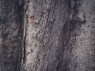 Mountain pine texture in the forest for environmental background	 