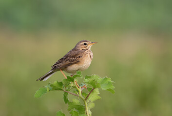 Paddyfield pipit perched gracefully on tree branch.