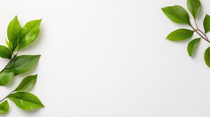 Fototapeta premium Fresh green leaves arranged on white background, minimalist composition with natural elements, and clean and simple design for eco-friendly concepts.