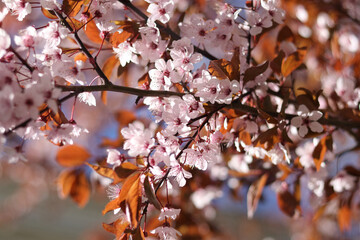 Pink plum blossoms with reddish foliage in spring garden under soft natural light.