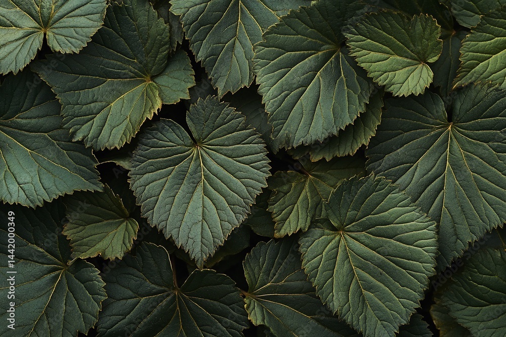 Poster lush, dark green foliage texture. close-up view of many overlapping leaves with prominent veins.