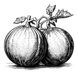 Detailed Engraving of Two Fresh Green Melons with Leaves