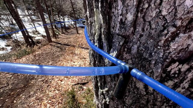 Maple sap flows steadily in plastic tubes suspended from a tree, capturing the essence of spring's natural harvesting process