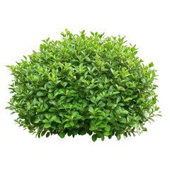 Obraz premium A close-up view of a tightly packed, round shrub with healthy, vibrant green foliage.