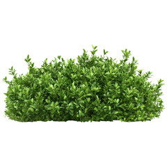 Obraz premium A full, dense, green shrub with small leaves, ideal for landscaping.