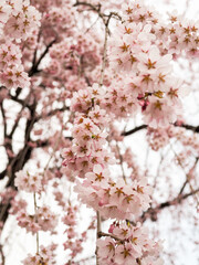 Cherry Blossoms in Full Bloom under Blue Sky