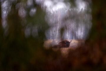 Obraz premium Europhean Bison, Bison bonasus, big brown animal in the nature habitat, s, Bialowieza NP, Poland. Wildlife scene from nature. Poland snow winter wildlife. Big brown European bison. Fog morning.