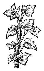 Detailed Black and White Engraving of a Climbing Plant Vine