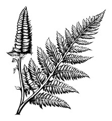 Detailed Black and White Engraving of a Fern Plant with Flower