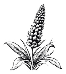 Detailed Engraving of a Botanical Illustration of a Flowering Plant