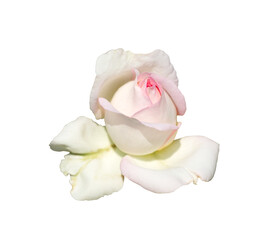 Frei gestellte wei&szlig;e Rose mit rosaner Spitze.