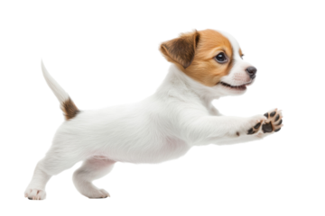 Adorable Jack Russell puppy playfully leaping bright white background charming playful pose