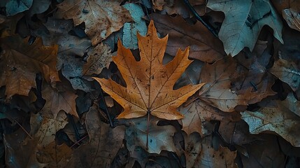 Autumn Leaf on Forest Floor Surrounded by Brown Leaves and Debris