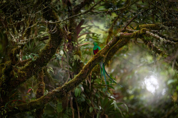 Quetzal in dark tropic forest, Pharomachrus mocinno, from  nature Costa Rica. Magnificent sacred mystic green and red bird. Wildlife scene from Costa Rica. Resplendent Quetzal in jungle habitat.