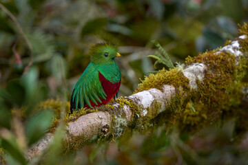 Quetzal in dark tropic forest, Pharomachrus mocinno, from  nature Costa Rica. Magnificent sacred mystic green and red bird. Wildlife scene from Costa Rica. Resplendent Quetzal in jungle habitat.