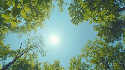 Bright sunny day in lush green forest canopy view sky blue park trees fresh light scene image woods