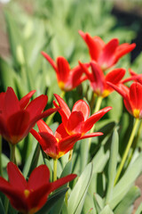Vibrant red tulips in full bloom