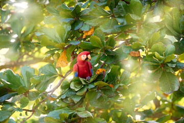 Macaw parrot flying in dark green vegetation with beautiful back light and rain. Scarlet Macaw, Ara macao, in tropical forest, Costa Rica. Wildlife scene from tropical nature. Red in forest.