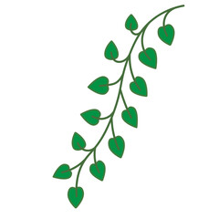 Obraz premium Heart Leaf Vine | Green Trailing Plant Vector Illustration