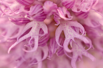 Wild orchid from Crete, Greece. Gargano in Italy. Flowering European terrestrial wild orchid,...