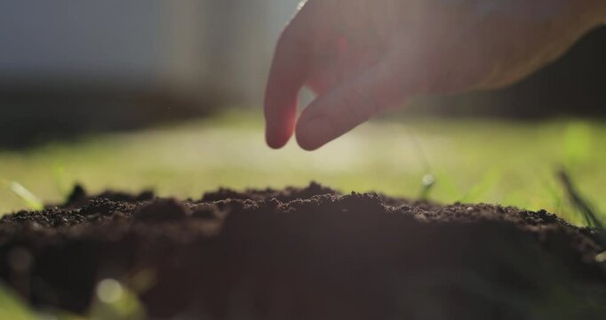 Hand planting seeds. Growing organic vegetables. Sunrise light.