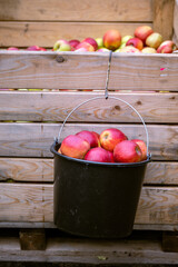 The harvest of fresh ripe red apples just collected from the branches are folded into large plastic buckets. Production capacity of a orchards farm in Bukovyna region, Ukraine.