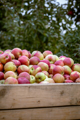 The harvest of fresh ripe red apples just collected from the trees are folded into large wooden pallet containers. Production capacity of a orchards farm in Bukovyna region, Ukraine.