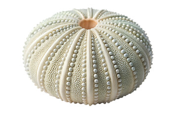 Sea urchin shell close up detailed texture pattern isolated on transparent background.