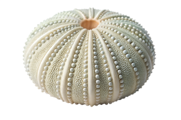 Sea urchin shell close up detailed texture pattern isolated on transparent background.