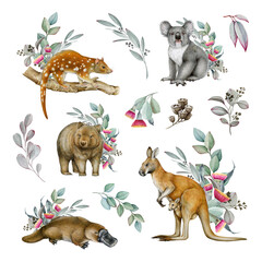 Australia native animal watercolor illustration set. Hand drawn kangaroo, koala, platypus, wombat, tiger quoll with eucalyptus leaves floral collection. Australian wildlife with eucalyptus decor set © anitapol