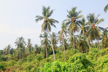 Coconut palms against the sky, tropical summer landscape, view from a southern vacation on the island