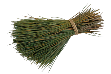 Bundle of pine needles tied with twine natural green hues against white background Craft supply