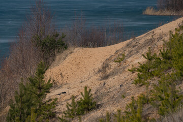 sandy lake shore with pine forest, spring landscape